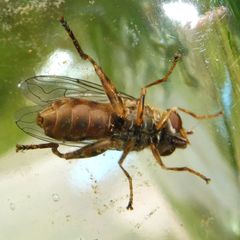 Anasimyia contracta