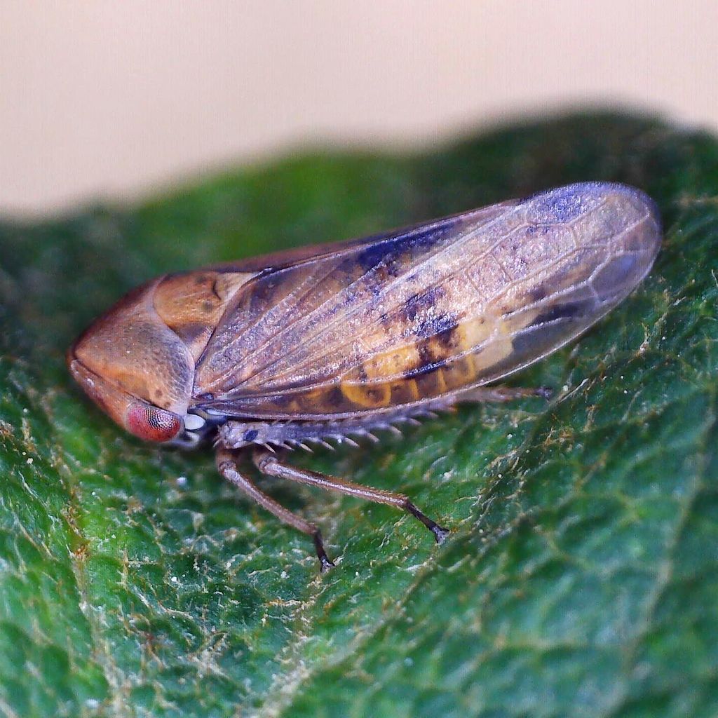 Macropsis cerea