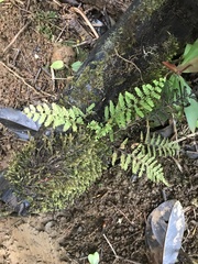 Adenophorus tamariscinus