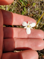 Libertia peregrinans