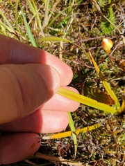 Libertia peregrinans