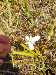 Libertia peregrinans