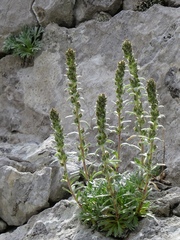Artemisia genipi
