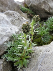 Artemisia genipi