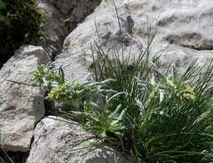 Artemisia genipi