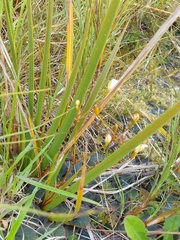 Libertia peregrinans