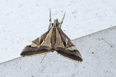 Agrioglypta itysalis