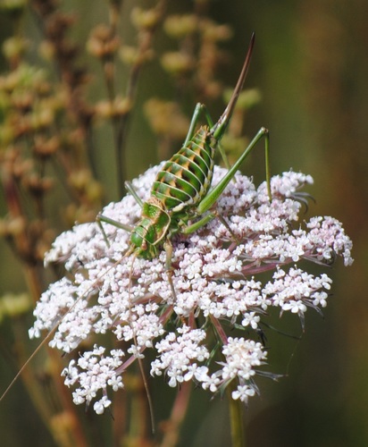 Diluted Saddle Bush-cricket