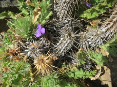 Acanthopsis hoffmannseggiana