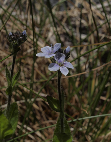 Veronica wormskjoldii ssp. wormskjoldii