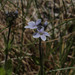 Wormskjold's Alpine Speedwell - Photo (c) Susan, some rights reserved (CC BY-NC), uploaded by Susan