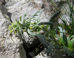 Artemisia genipi
