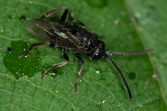 Brachygaster minuta
