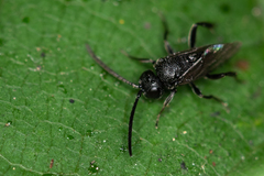 Brachygaster minuta