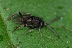 Brachygaster minuta