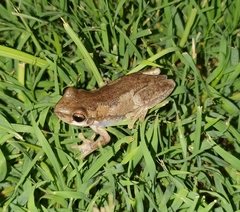 Litoria balatus