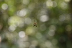 Micrathena bimucronata