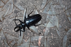 Anthracocentrus capensis