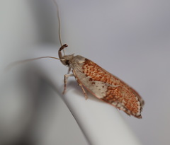 Peritornenta circulatella