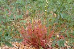 Drosera