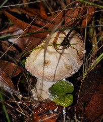 Amanita farinacea