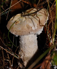 Amanita farinacea