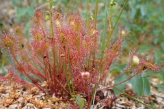 Drosera