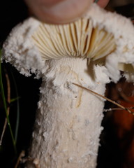 Amanita farinacea