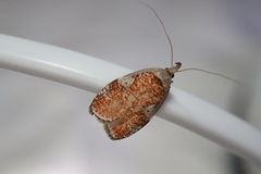 Peritornenta circulatella