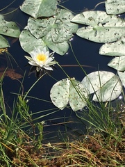 Nymphaea candida