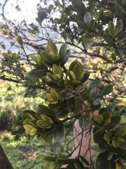 Syzygium sandwicense