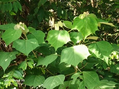 Mallotus paniculatus