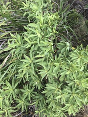 Scaevola gaudichaudiana