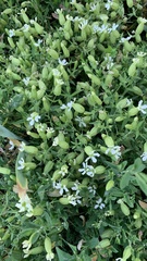 Silene procumbens