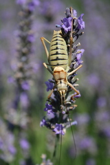 Ephippiger diurnus diurnus