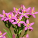 Muehlenberg's Centaury - Photo (c) Afton Kern, some rights reserved (CC BY-NC), uploaded by Afton Kern