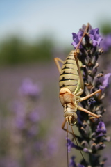 Ephippiger diurnus diurnus