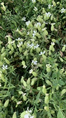 Silene procumbens