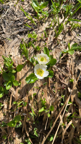 Image of Ranunculus crenatus by (c) Codrin Bucur, some rights reserved (CC BY)