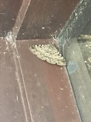 Polydesma boarmoides