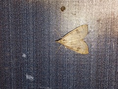 Udea fulvalis