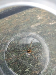 Lacinius ephippiatus