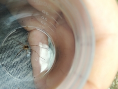 Lacinius ephippiatus