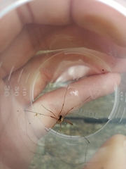 Lacinius ephippiatus