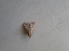 Bostra obsoletalis
