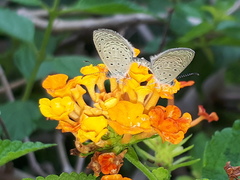 Zizula hylax pygmaea