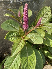 Phytolacca polyandra