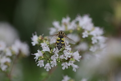 Helophilus trivittatus