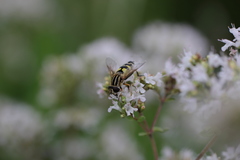 Helophilus trivittatus