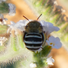 Amegilla quadrifasciata